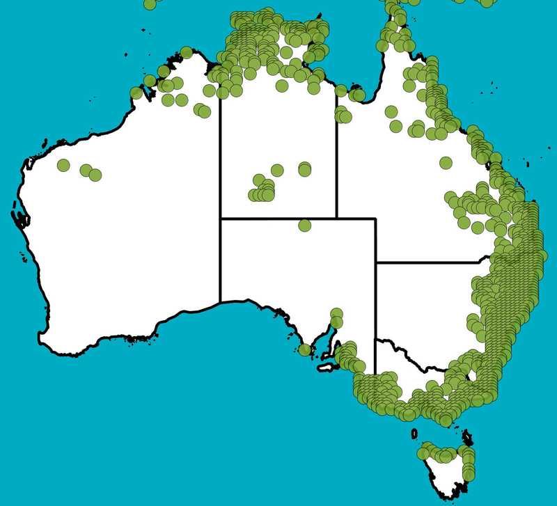 Distribution Map | Imperata cylindrica | Queensland Native Seeds