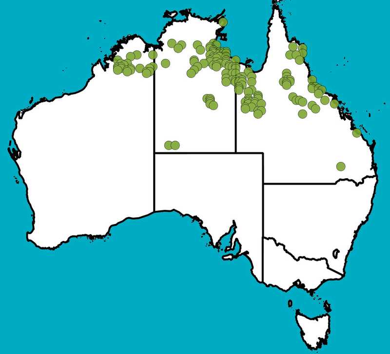 Distribution Map | Acacia hemsleyi | Queensland Native Seeds