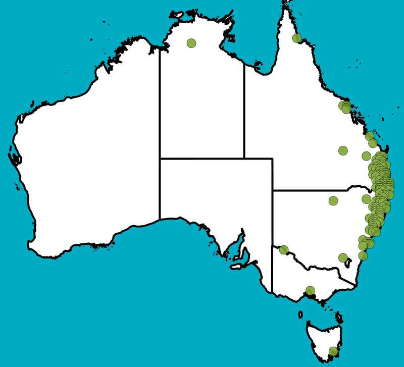 Distribution Map | Brachychiton discolor | Queensland Native Seeds