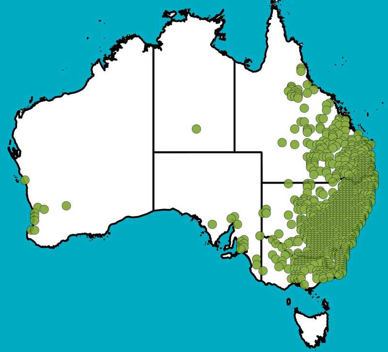 Distribution Map | Brachychiton populneus | Queensland Native Seeds