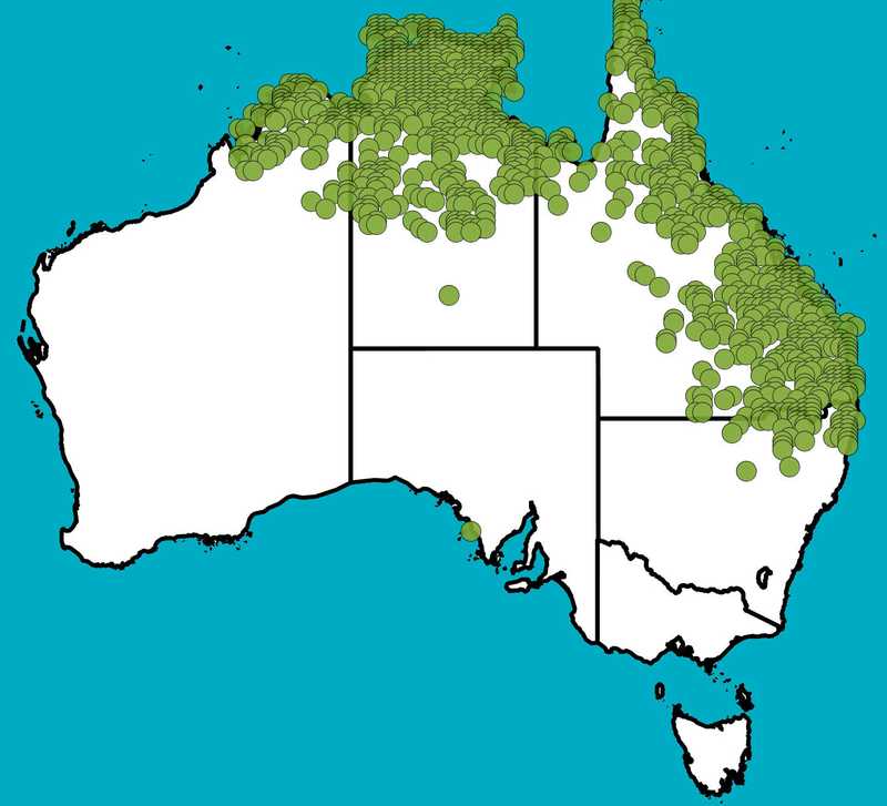 Distribution Map | Petalostigma pubescens | Queensland Native Seeds