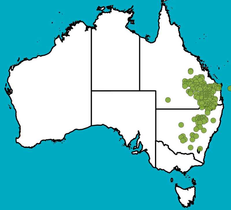 Distribution Map | Acacia caroleae | Queensland Native Seeds