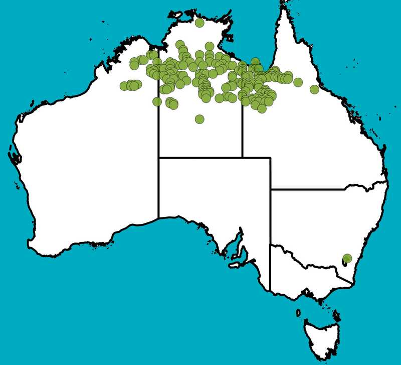 Distribution Map | Eucalyptus pruinosa subsp. pruinosa | Queensland Native Seeds