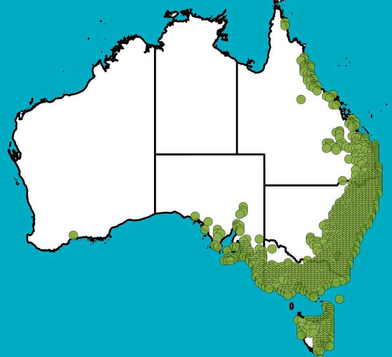 Distribution Map | Lepidosperma laterale | Queensland Native Seeds