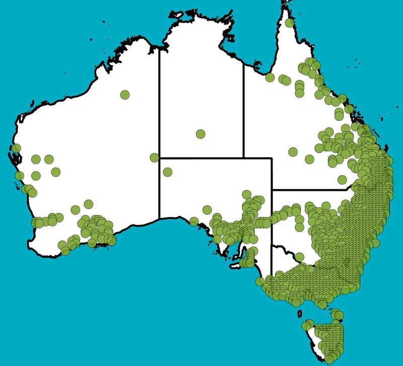 Distribution Map | Indigofera australis | Queensland Native Seeds