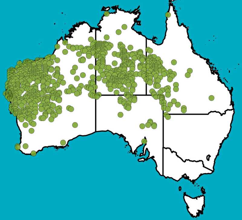 Distribution Map | Senna glutinosa | Queensland Native Seeds