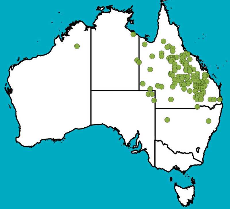 Distribution Map | Lysiphyllum carronii | Queensland Native Seeds