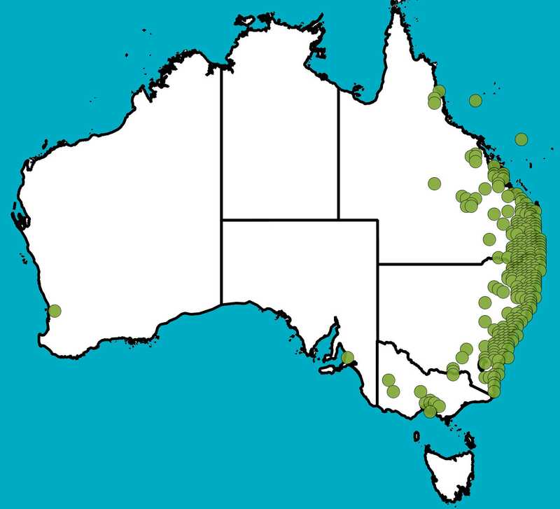 Distribution Map | Acacia fimbriata | Queensland Native Seeds