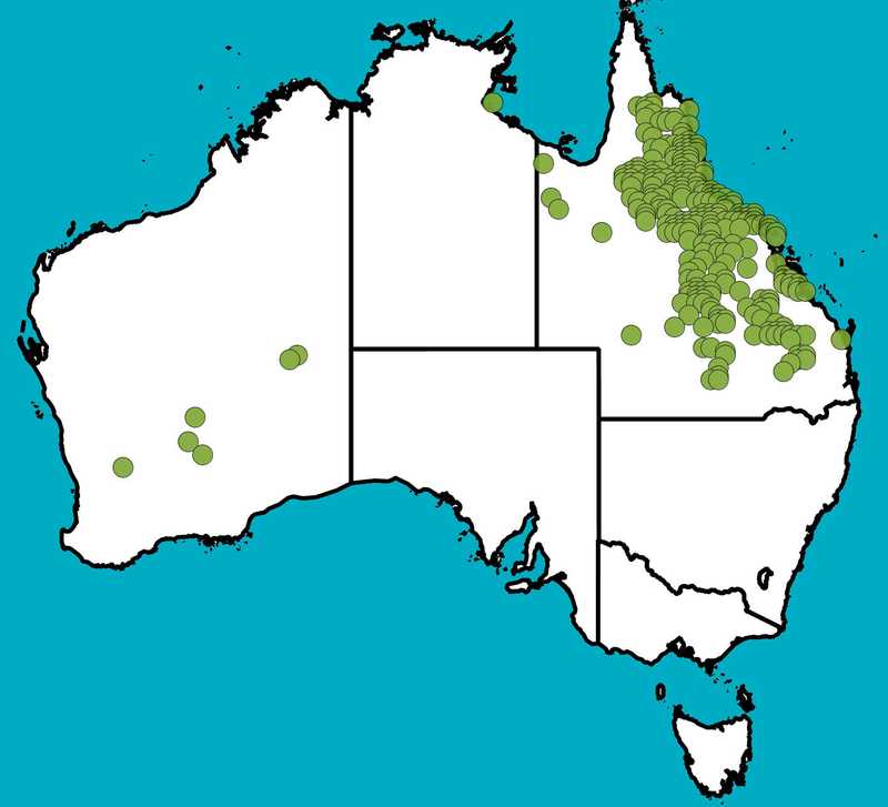 Distribution Map | Acacia leptostachya | Queensland Native Seeds