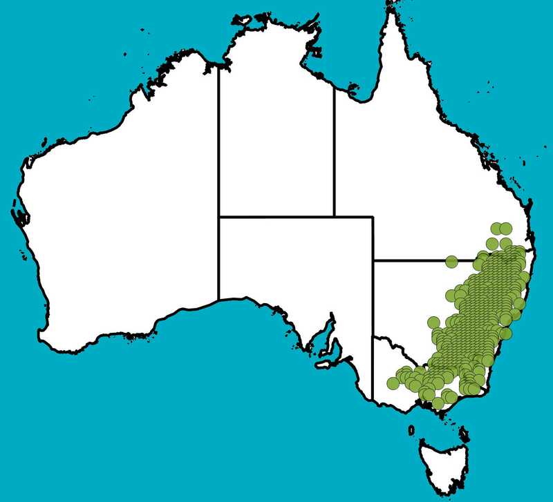 Distribution Map | Eucalyptus blakelyi | Queensland Native Seeds