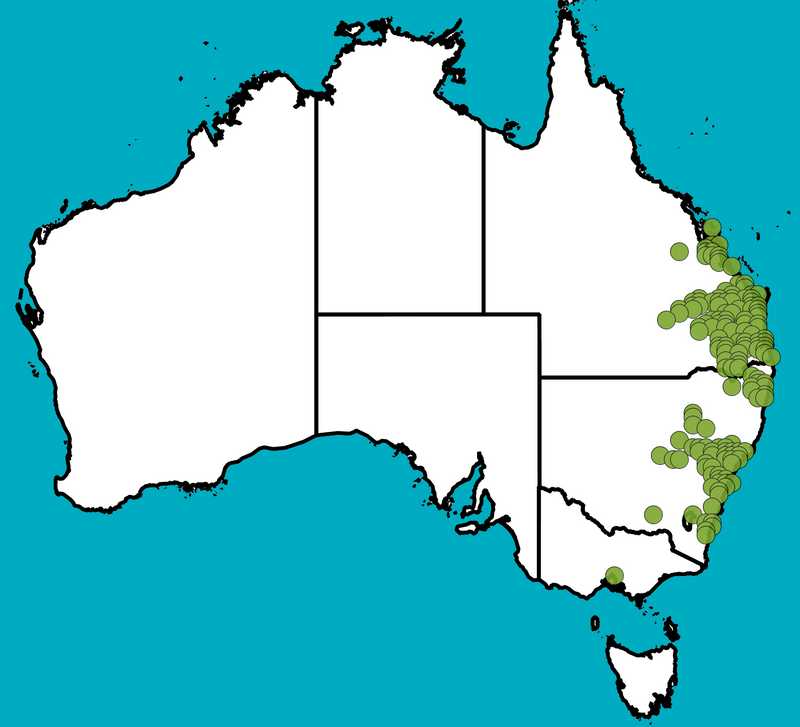 Distribution Map | Eucalyptus fibrosa subsp. fibrosa | Queensland Native Seeds