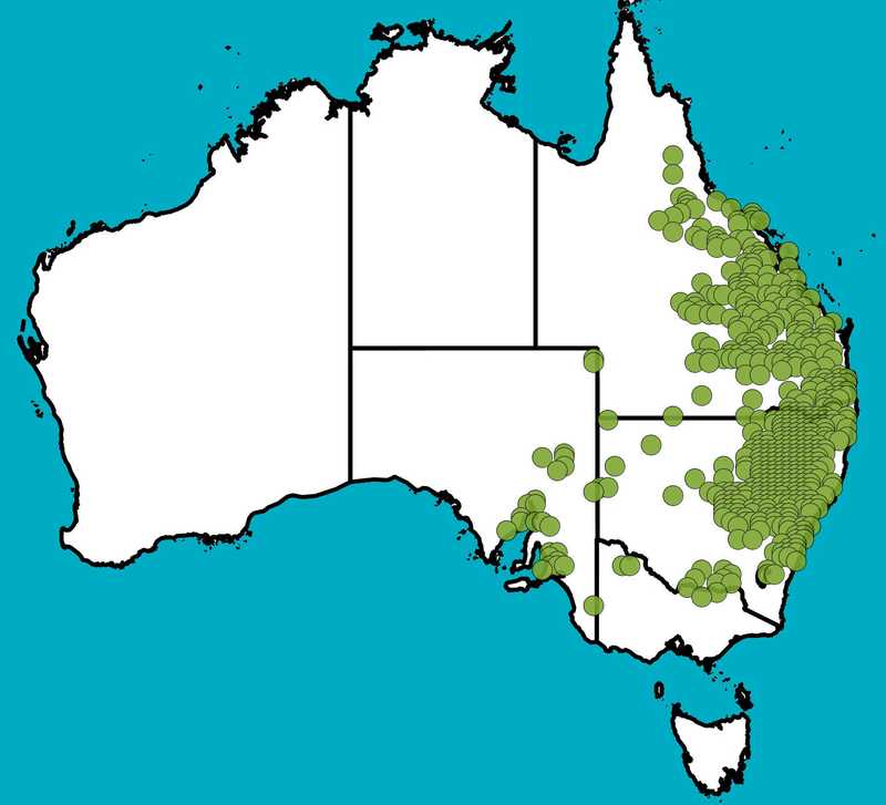 Distribution Map | Aristida personata | Queensland Native Seeds