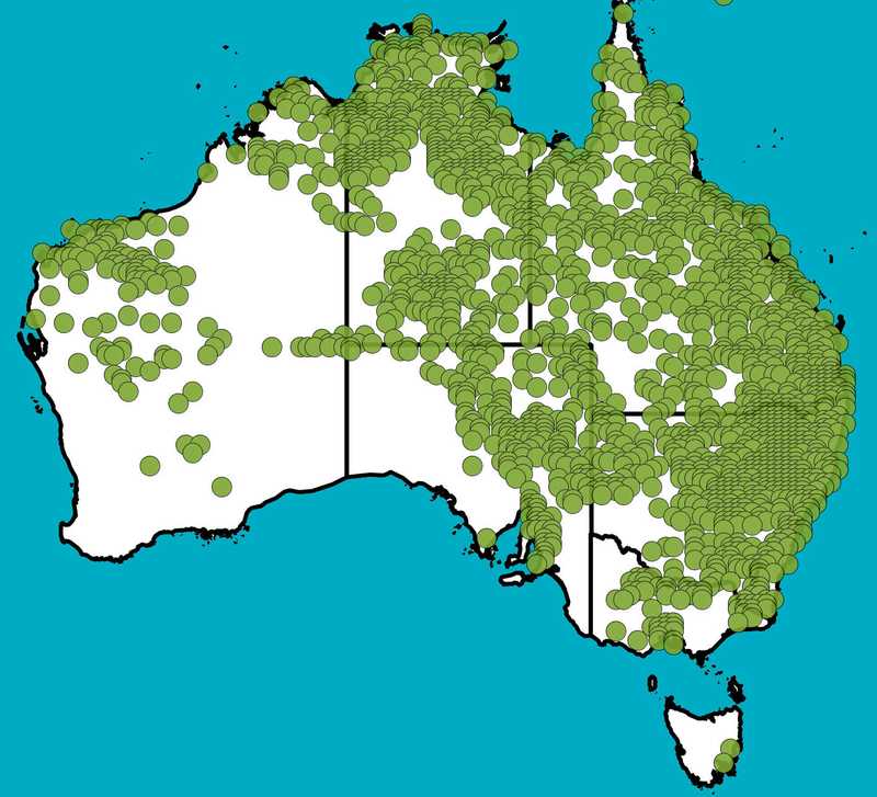 Distribution Map | Dichanthium sericeum | Queensland Native Seeds