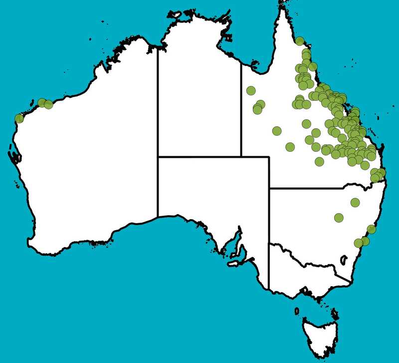 Distribution Map | Brachychiton australis | Queensland Native Seeds
