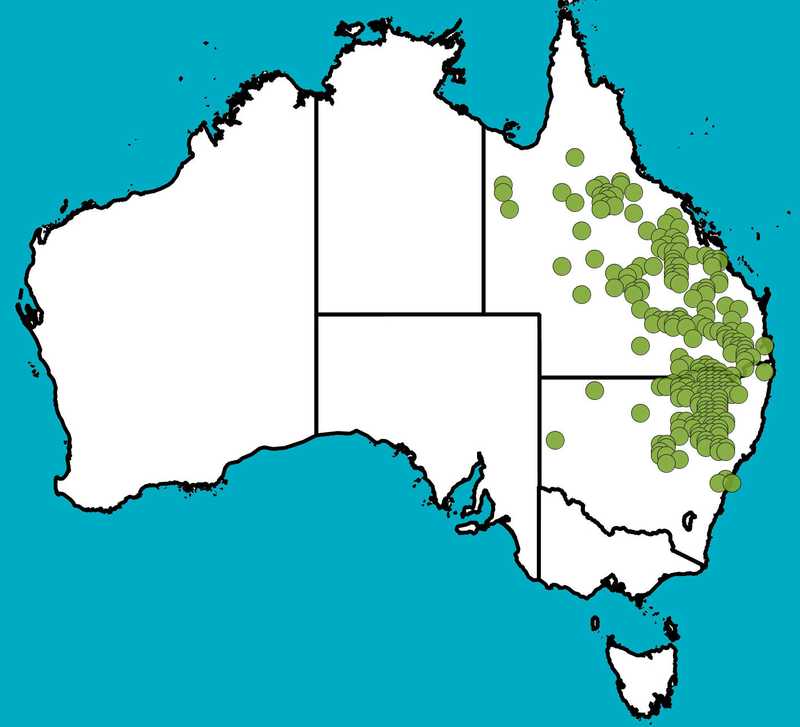 Distribution Map | Aristida leptopoda | Queensland Native Seeds