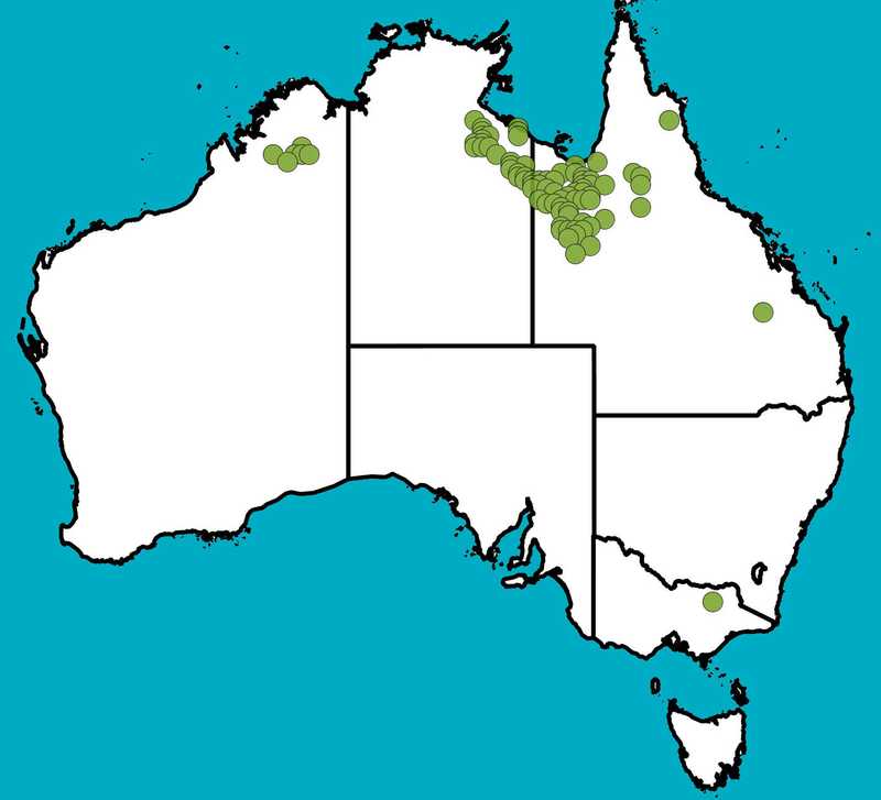 Distribution Map | Acacia phlebocarpa | Queensland Native Seeds