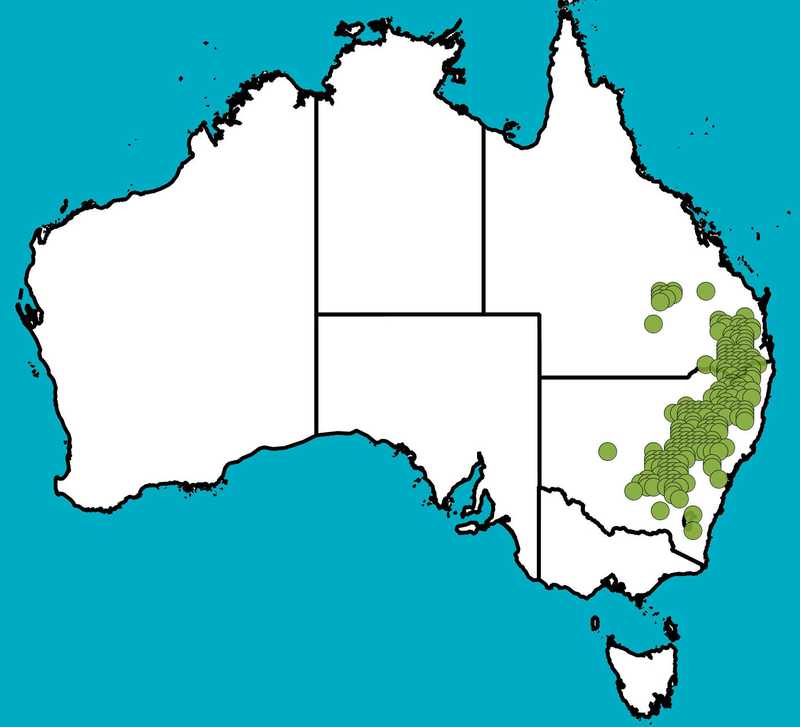 Distribution Map | Eucalyptus conica | Queensland Native Seeds