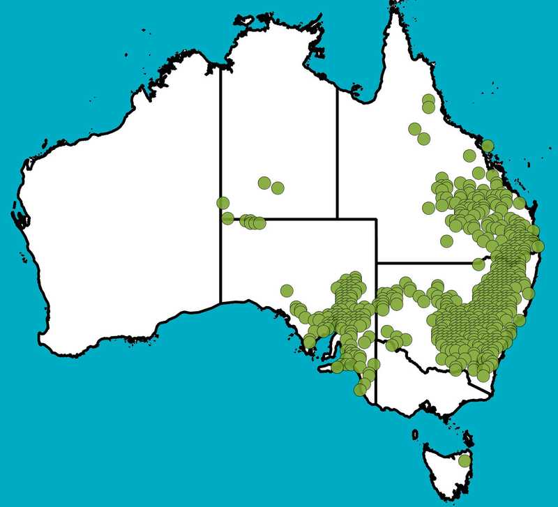 Distribution Map | Cassinia laevis | Queensland Native Seeds