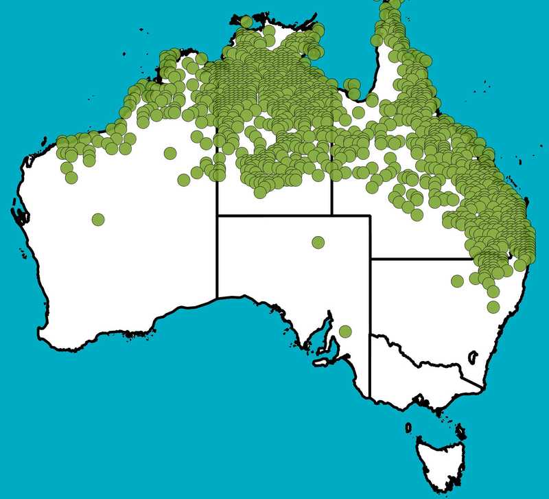 Distribution Map | Carissa ovata | Queensland Native Seeds
