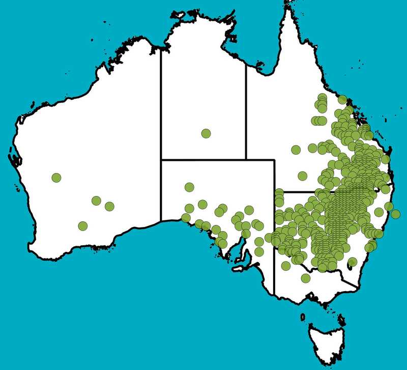 Distribution Map | Casuarina cristata | Queensland Native Seeds