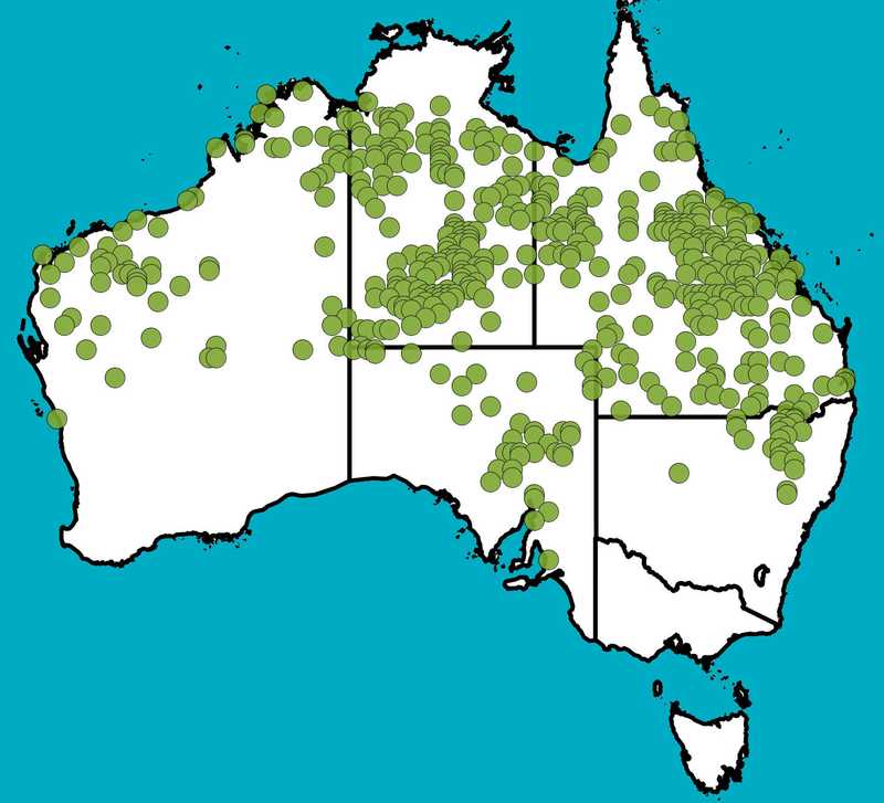 Distribution Map | Bothriochloa ewartiana | Queensland Native Seeds