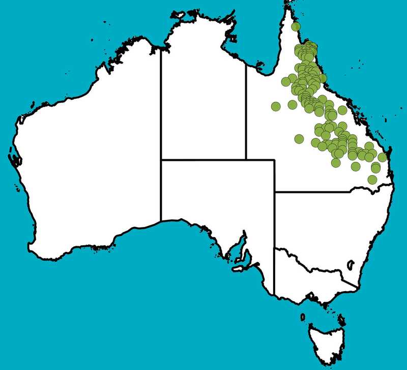 Distribution Map | Hovea parvicalyx | Queensland Native Seeds