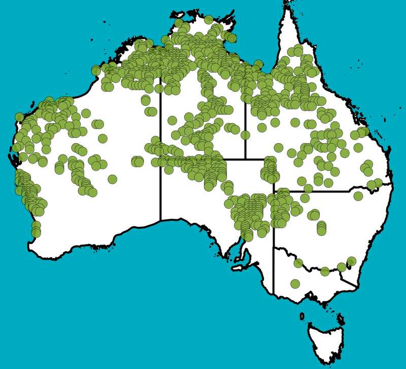 Distribution Map | Eucalyptus camaldulensis subsp. obtusa | Queensland Native Seeds