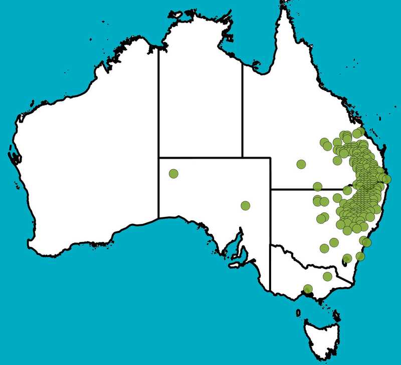 Distribution Map | Acacia neriifolia | Queensland Native Seeds
