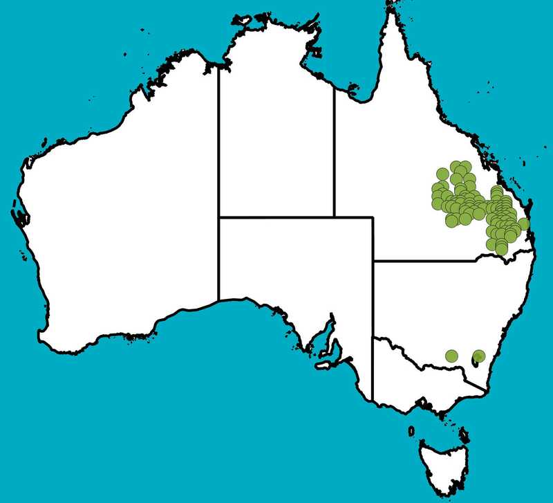 Distribution Map | Eucalyptus decorticans | Queensland Native Seeds