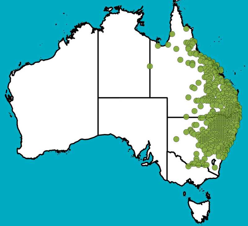 Distribution Map | Bothriochloa decipiens var decipiens | Queensland Native Seeds