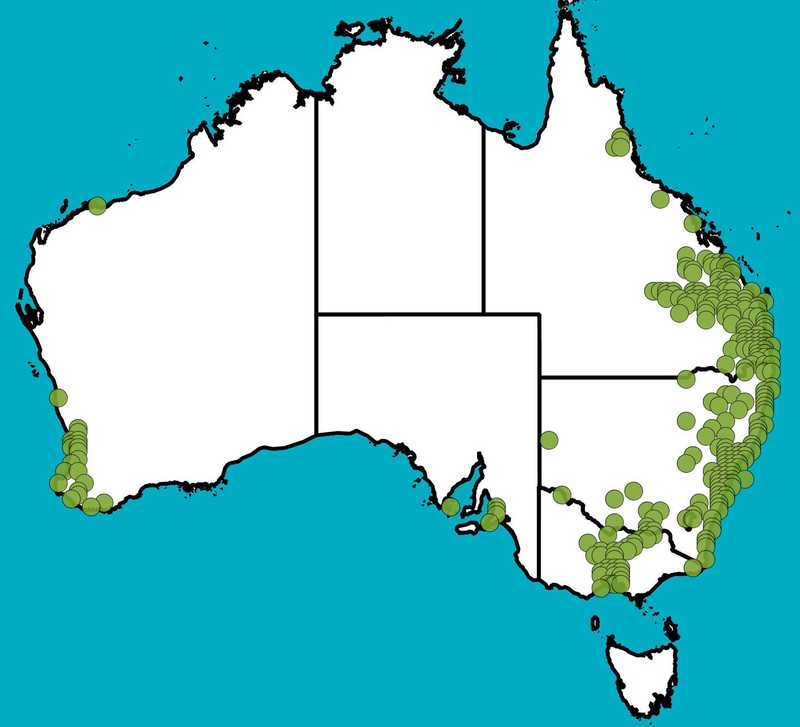 Distribution Map | Acacia podalyriifolia | Queensland Native Seeds