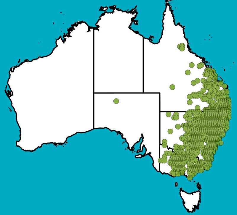 Distribution Map | Einadia hastata | Queensland Native Seeds
