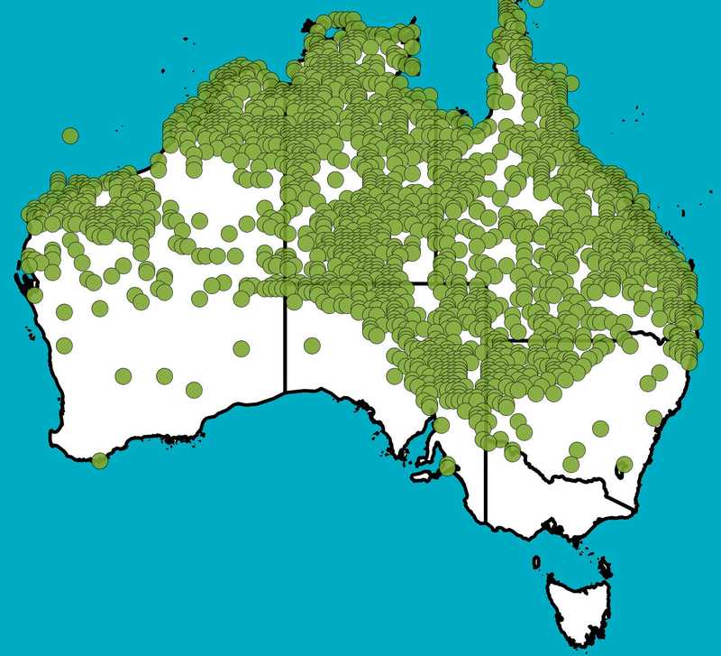 Distribution Map | Pterocaulon sphaceolatum | Queensland Native Seeds