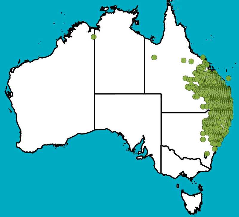 Distribution Map | Acacia leiocalyx  | Queensland Native Seeds
