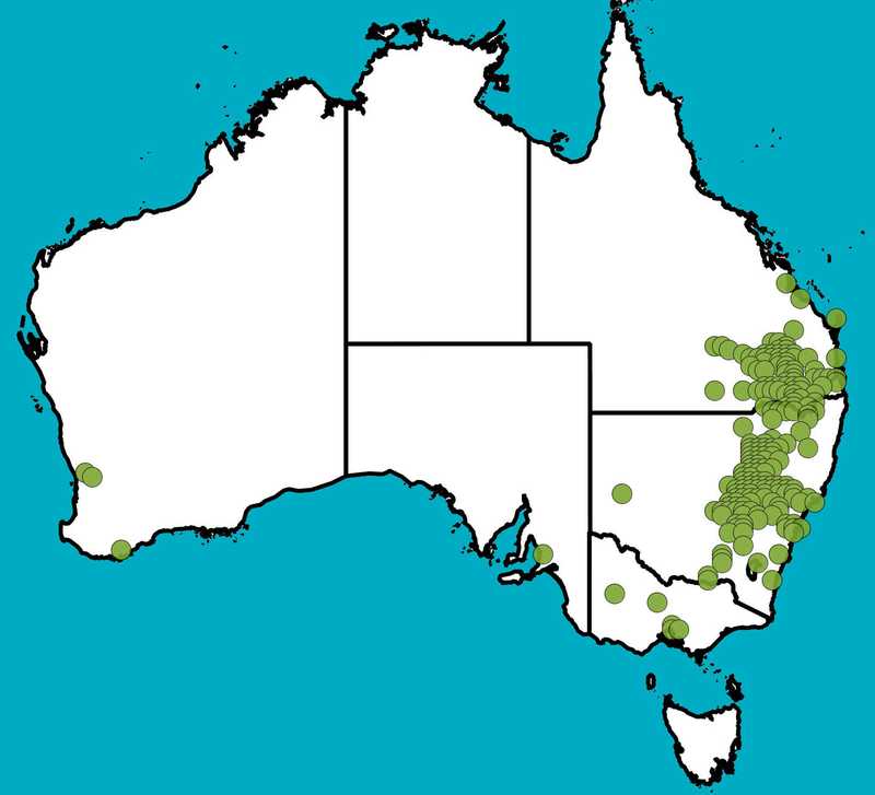 Distribution Map | Acacia spectabilis | Queensland Native Seeds