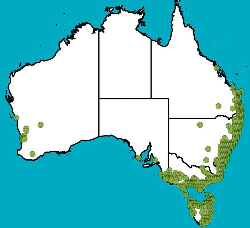 Distribution Map | Acacia suaveolens | Queensland Native Seeds