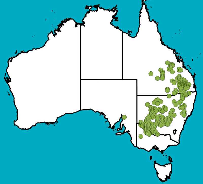 Distribution Map | Acacia melvillei | Queensland Native Seeds