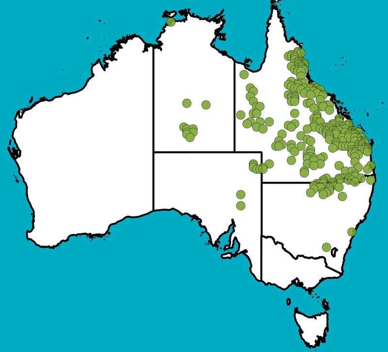 Distribution Map | Melaleuca trichostachya | Queensland Native Seeds