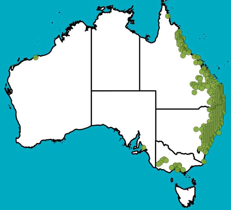 Distribution Map | Allocasuarina torulosa | Queensland Native Seeds