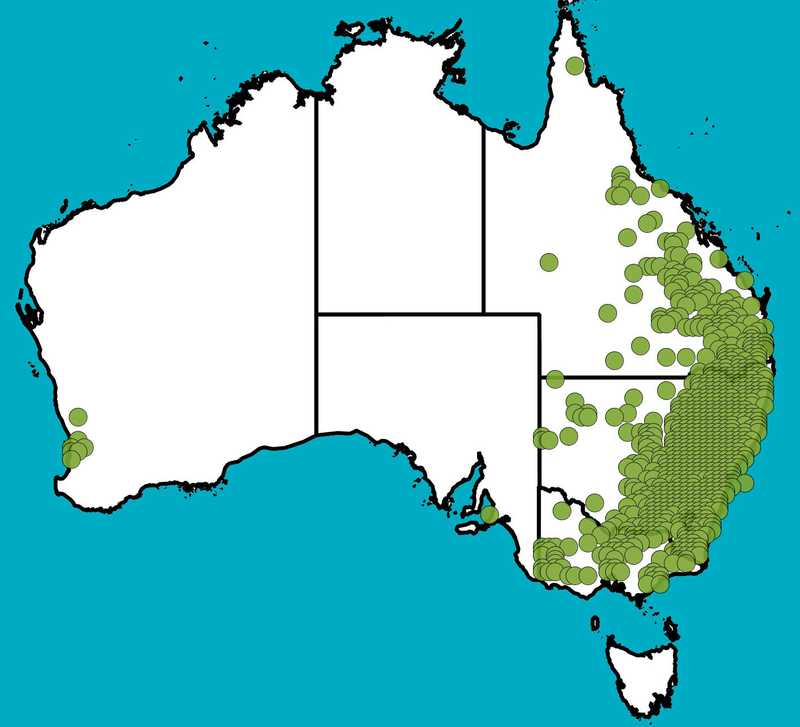 Distribution Map | Aristida ramosa | Queensland Native Seeds