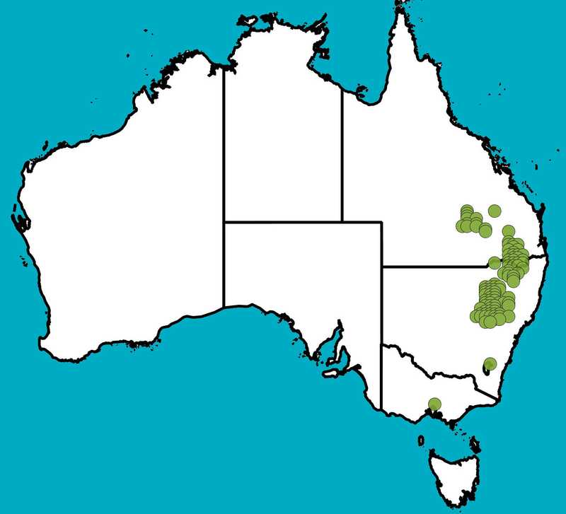 Distribution Map | Acacia polybotrya | Queensland Native Seeds