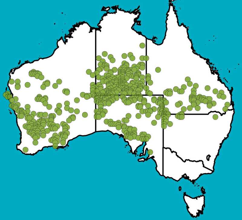 Distribution Map | Senna pleurocarpa | Queensland Native Seeds