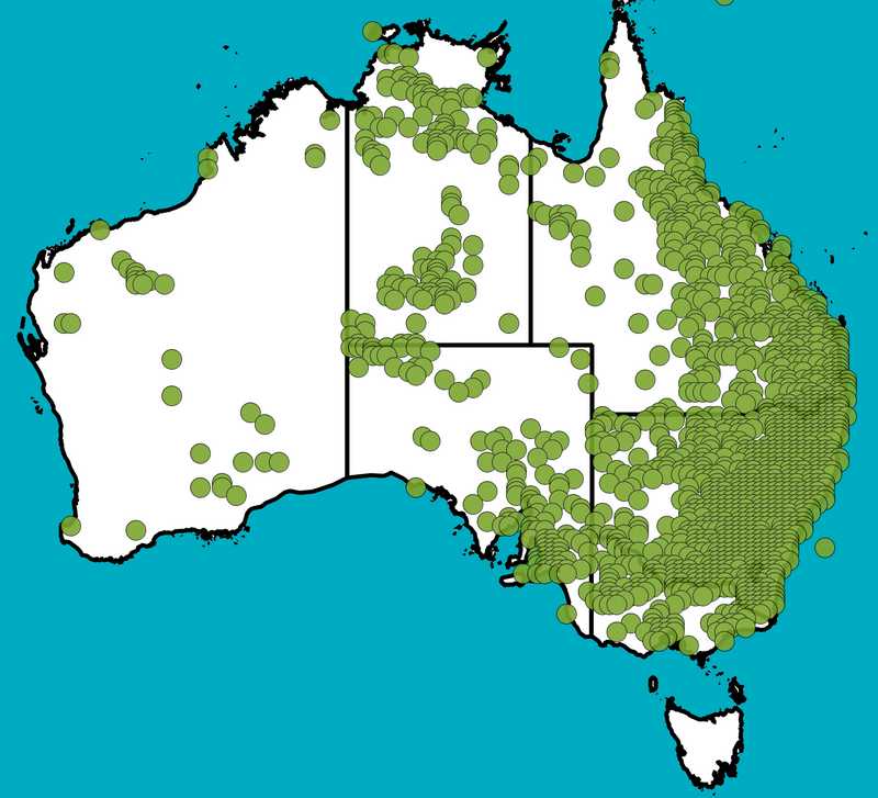 Distribution Map | Panicum effusum var. effusum | Queensland Native Seeds