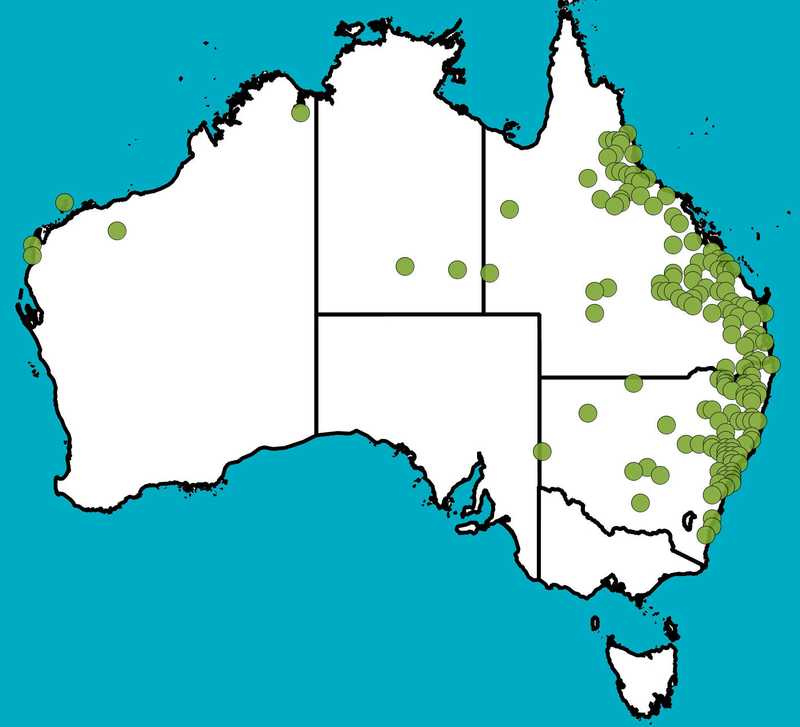 Distribution Map | Vittadinia hispidula | Queensland Native Seeds
