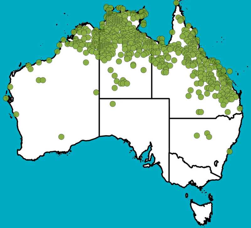 Distribution Map | Cymbopogon bombycinus | Queensland Native Seeds