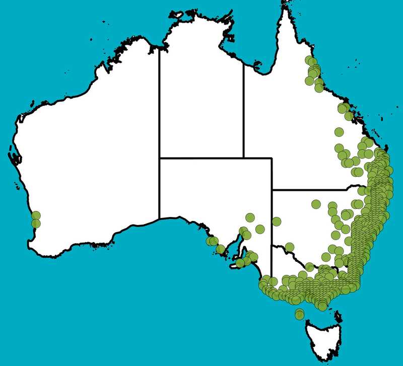 Distribution Map | Solanum aviculare | Queensland Native Seeds