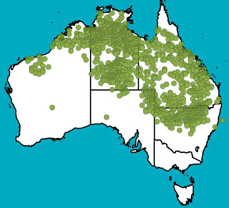 Distribution Map | Atalaya hemiglauca | Queensland Native Seeds