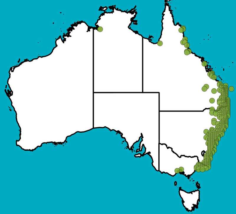 Distribution Map | Dodonaea triquetra | Queensland Native Seeds