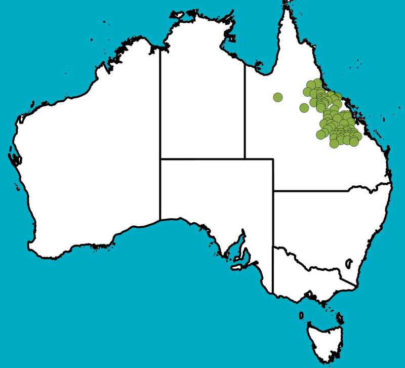 Distribution Map | Flindersia dissosperma | Queensland Native Seeds