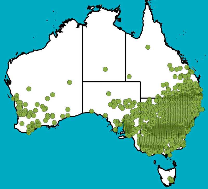 Distribution Map | Chloris truncata | Queensland Native Seeds